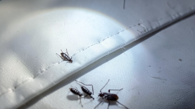 Inspección y erradicación de chinches de cama en hoteles de Benidorm