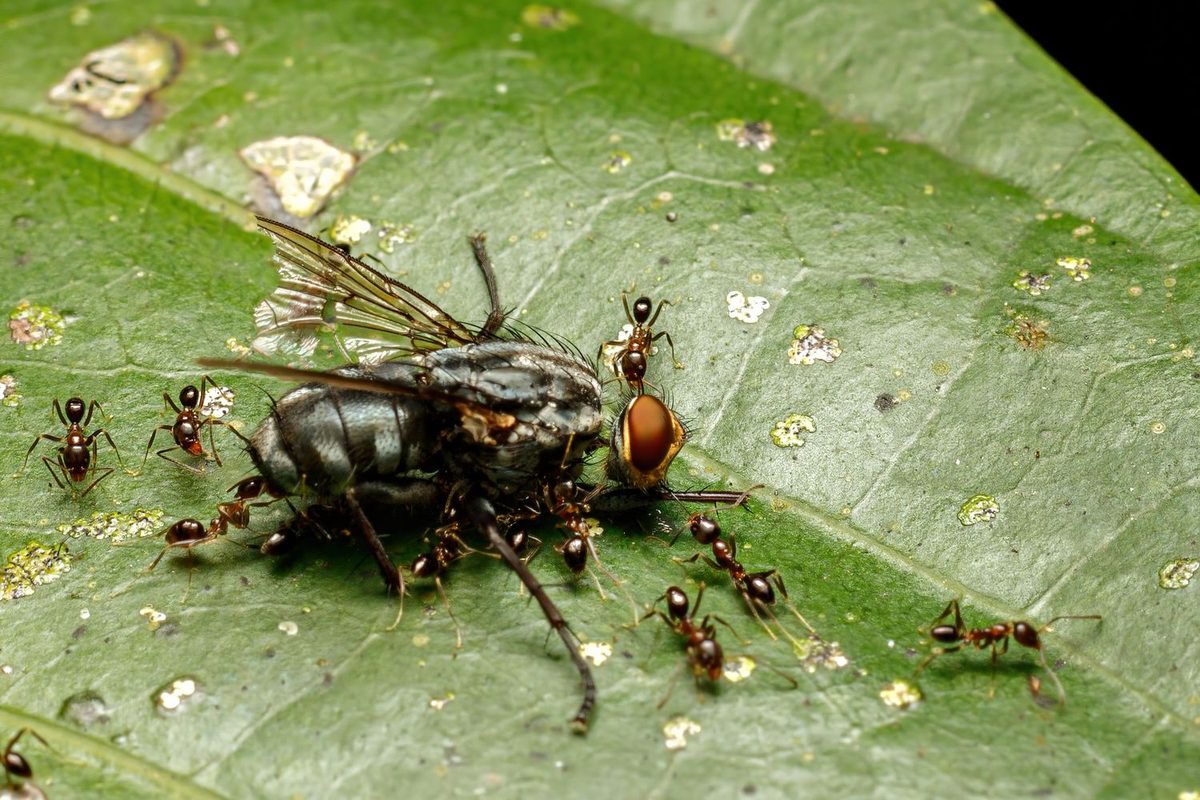 Bichos Pequeños que Vuelan y Salen de la Madera: Carcoma o Termita