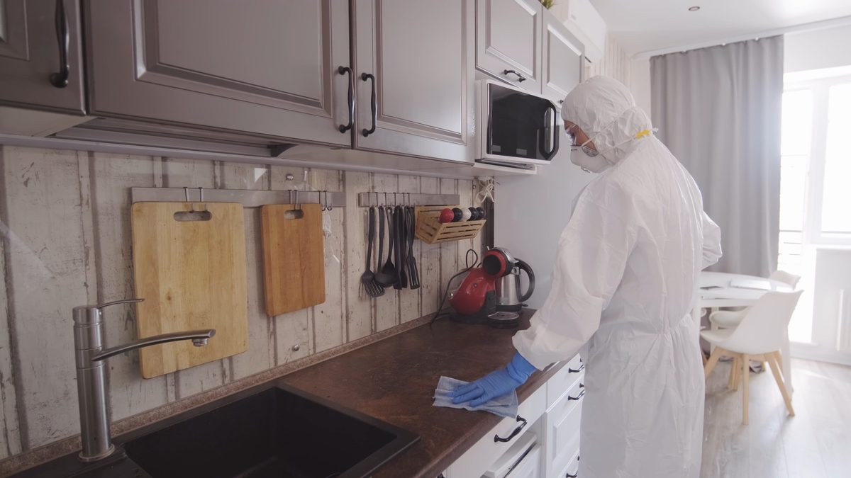 Qué Hacer si Encuentro una Ooteca de Cucaracha: Nidos y Huevos en Casa