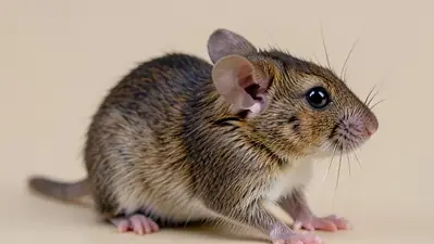 Desratización de ratas y ratones en Alicante